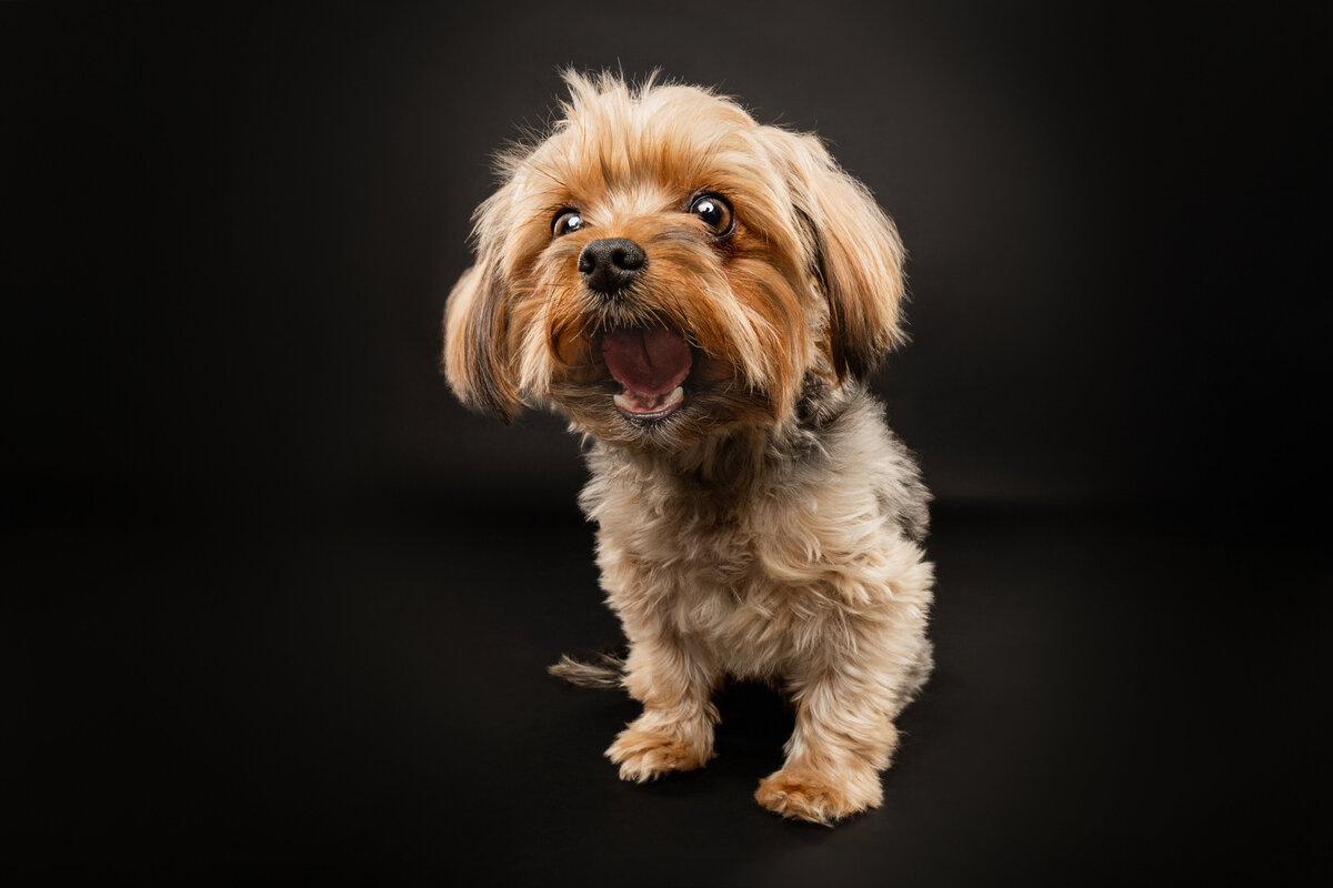 Sacramento Dog Photographer Kylie Compton Photography Yorkie Yorkshire Terrier catching a treat