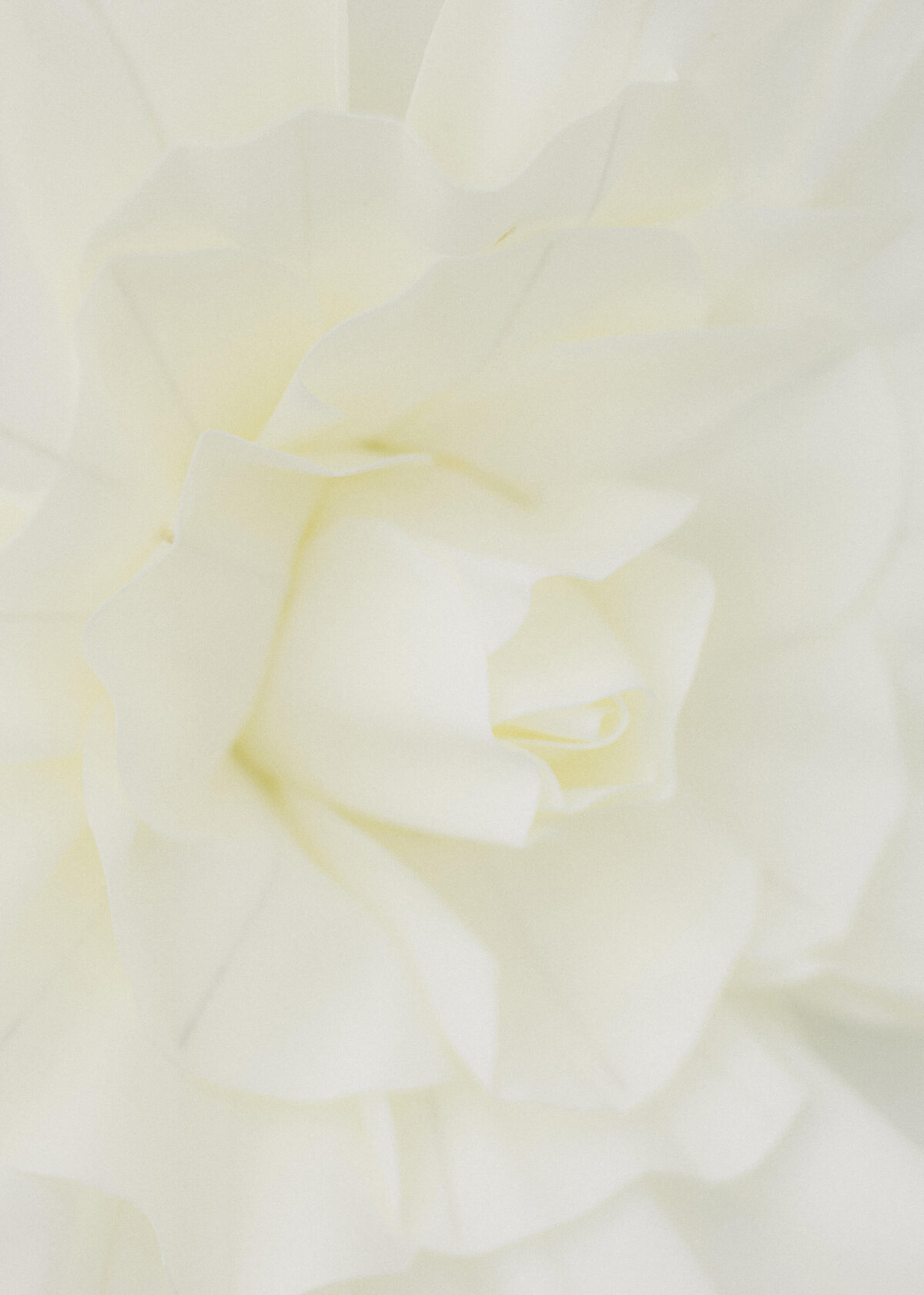 chloe-winstanley-weddings-syon-park-ceremony-flowers