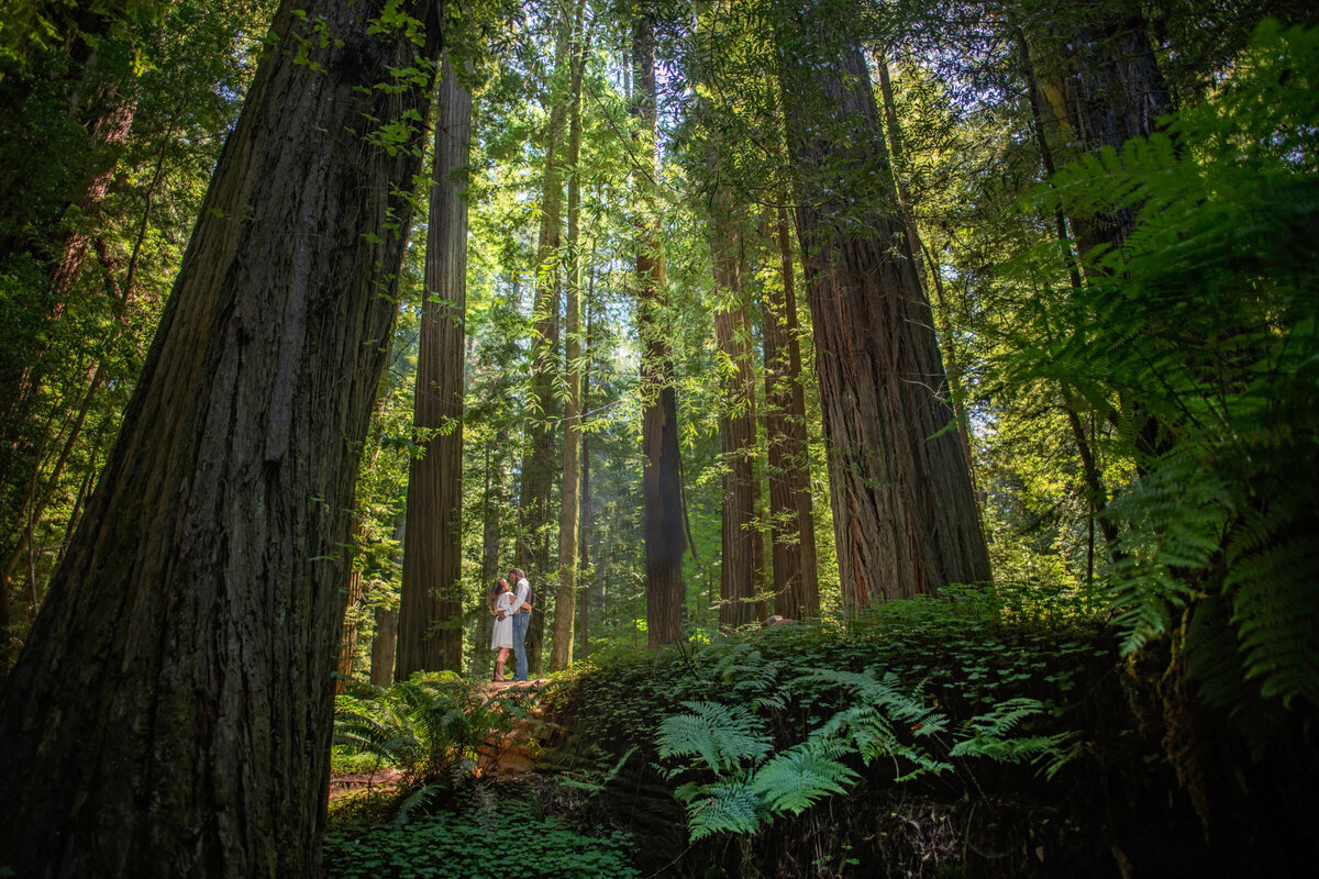 Humboldt-County-Engagement-Photographer-Redwoods-Humboldt-REdwoods-Humboldt-Nor-Cal-Parky's-Pics-Coastal-Redwoods-Elopements-4