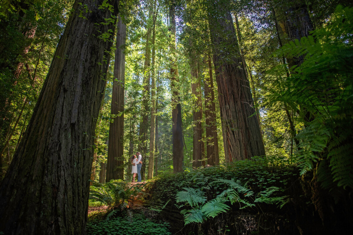 Humboldt-County-Engagement-Photographer-Redwoods-Humboldt-REdwoods-Humboldt-Nor-Cal-Parky's-Pics-Coastal-Redwoods-Elopements-5