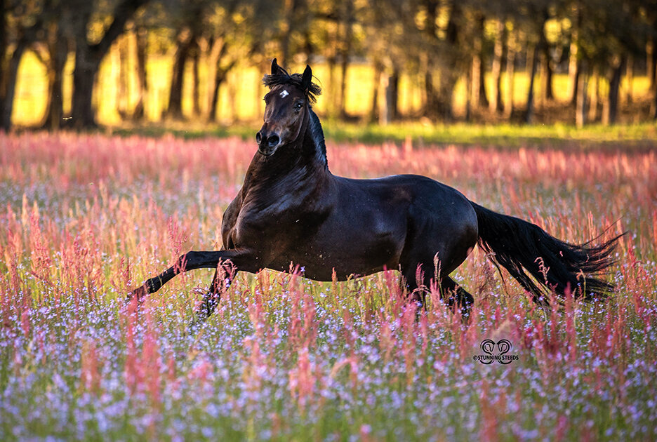 trote y galope horse florida