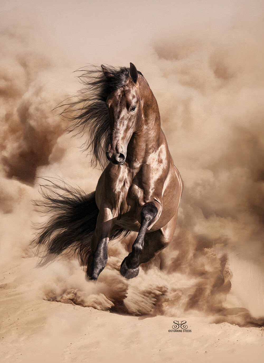 PRE horse andalusian stallion notorio MC