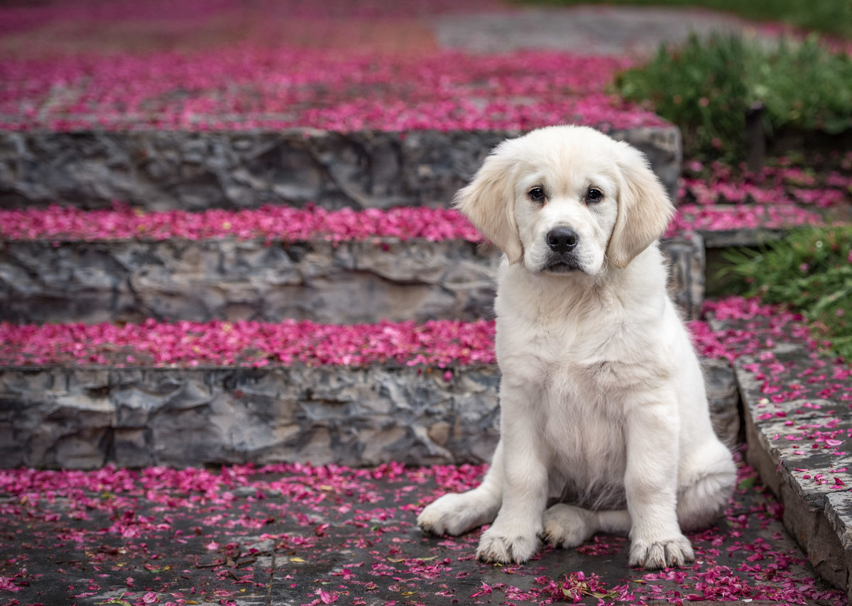 Golden Retriever Puppy on stairs surrounded with pink petals