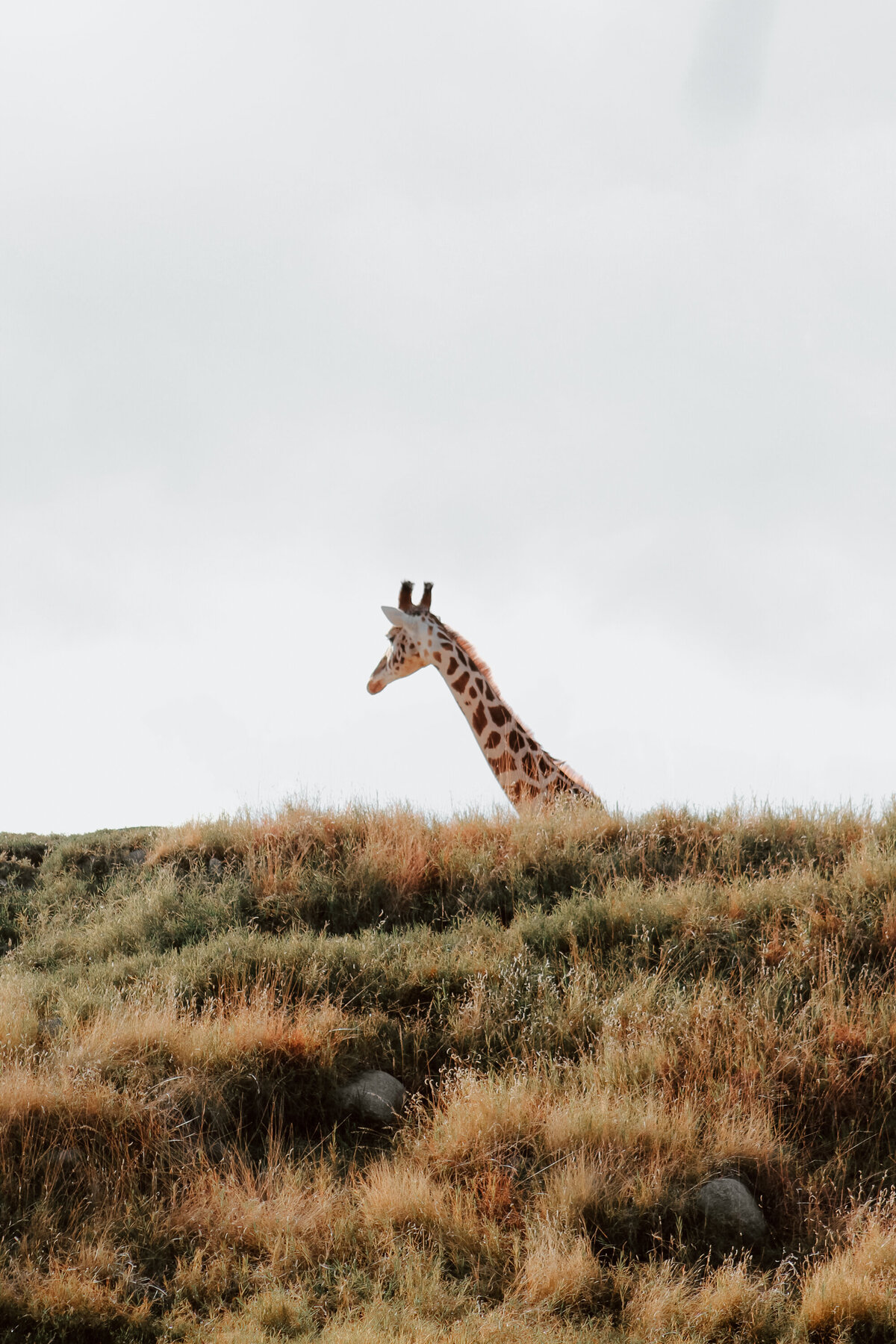 GiraffeTravelFhotographyAfrica