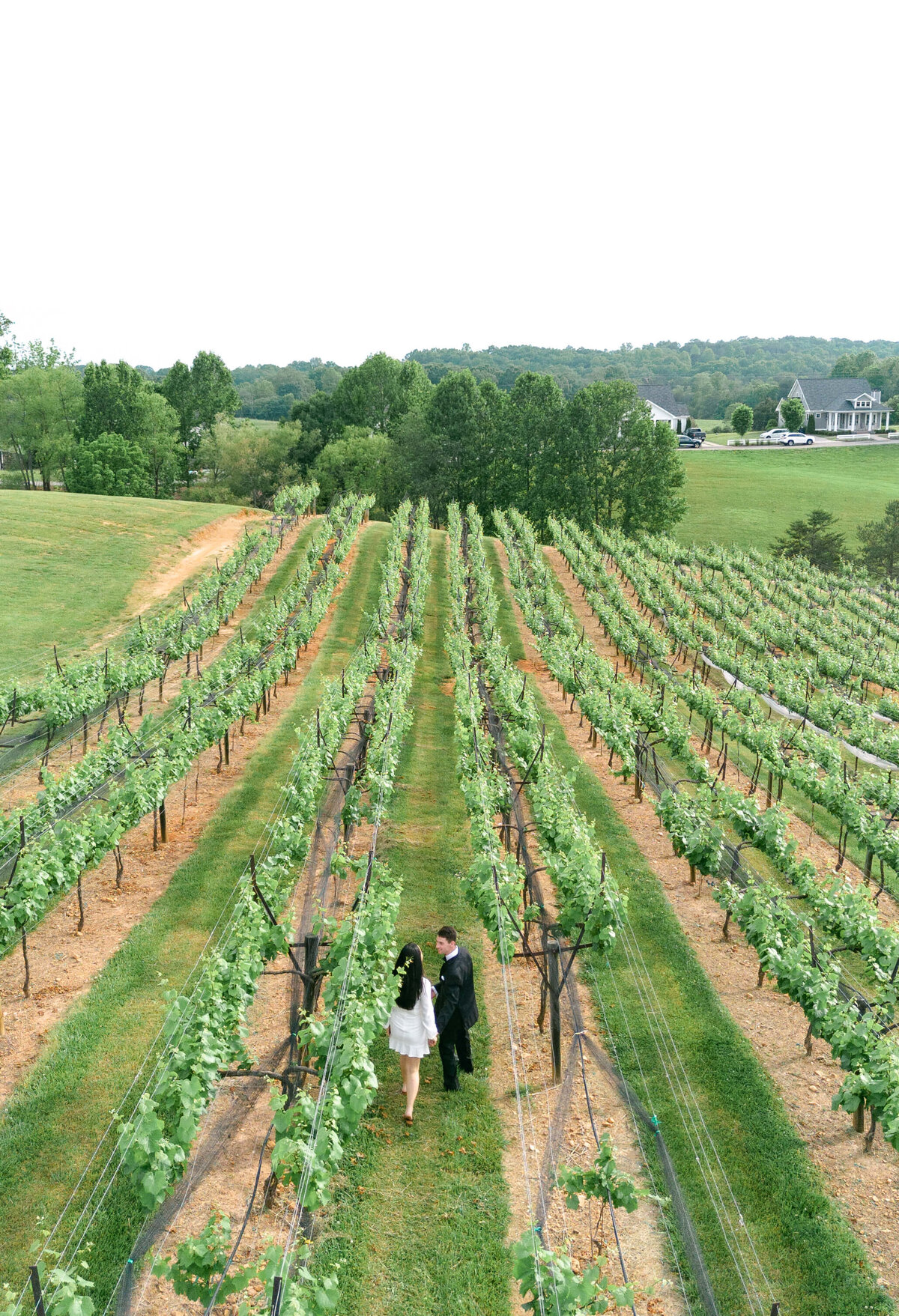 A bride and groom walk through a vineyard.