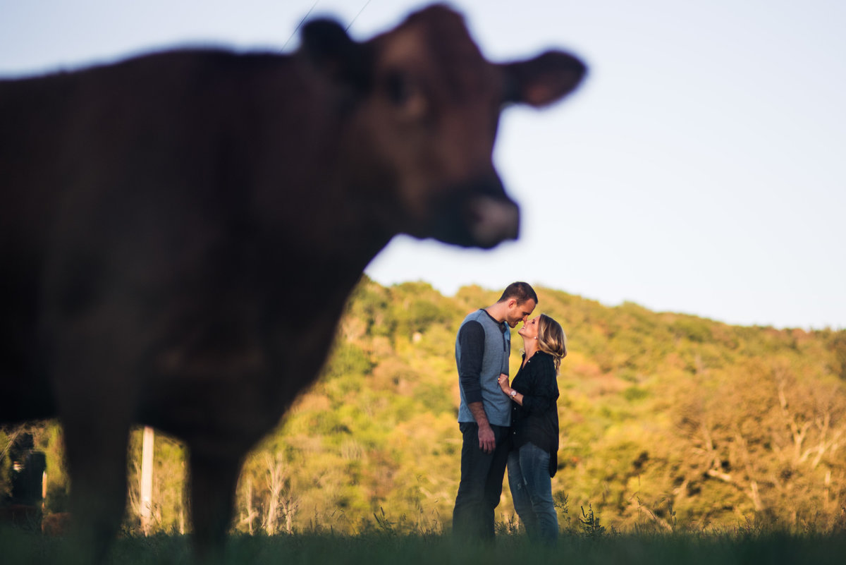 Vinson-Images-Fayetteville-Arkansas-NWA-Wedding-Photographer- cow