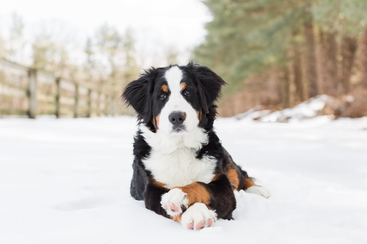 Bernese Mountain Dog laying in the snow with paws crossed