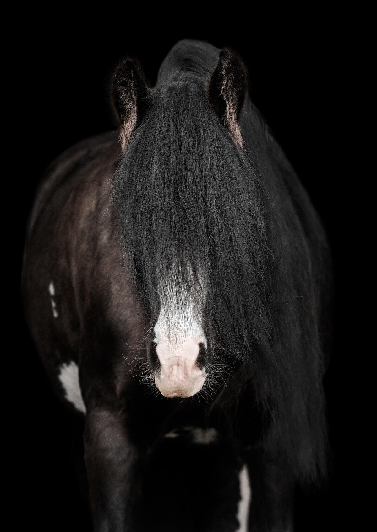Black Gypsy Vanner Mare looking straight at camera photographed against a black background.