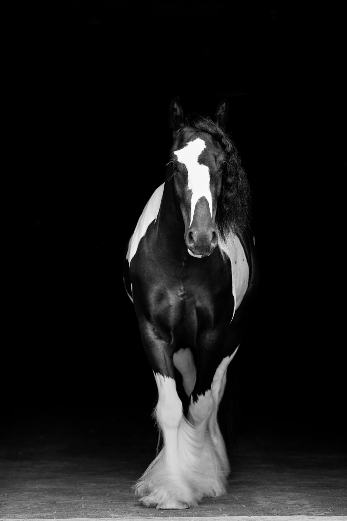 horse-photography-saratoga springs-ny
