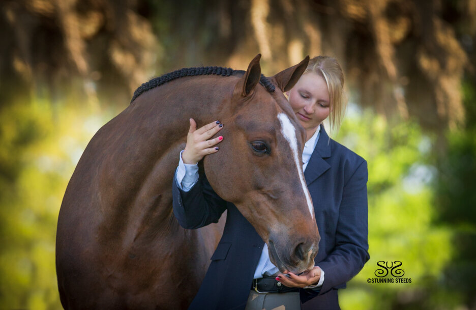 warmblood jumper portrait