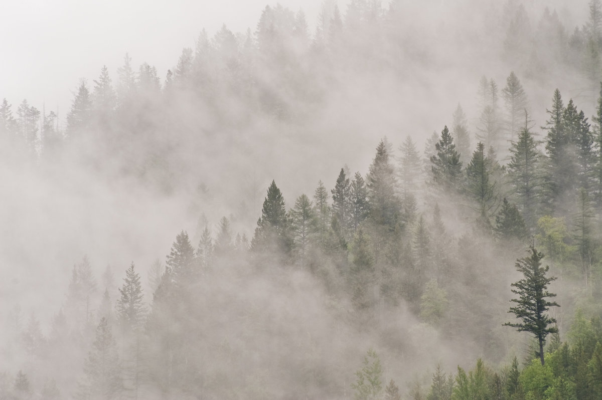 Misty Subalpine Forest - Canada 700_5116-1-2