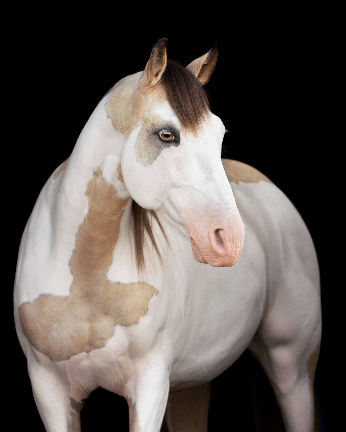 Buckskin Tobiano walker horse and Arabian cross captured on a black background style portrait. 
