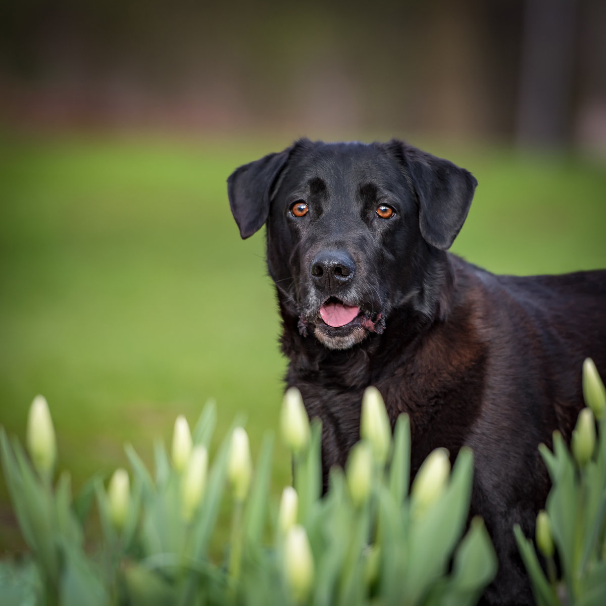 Sweet Black Labrador Retriever peering from white tulips