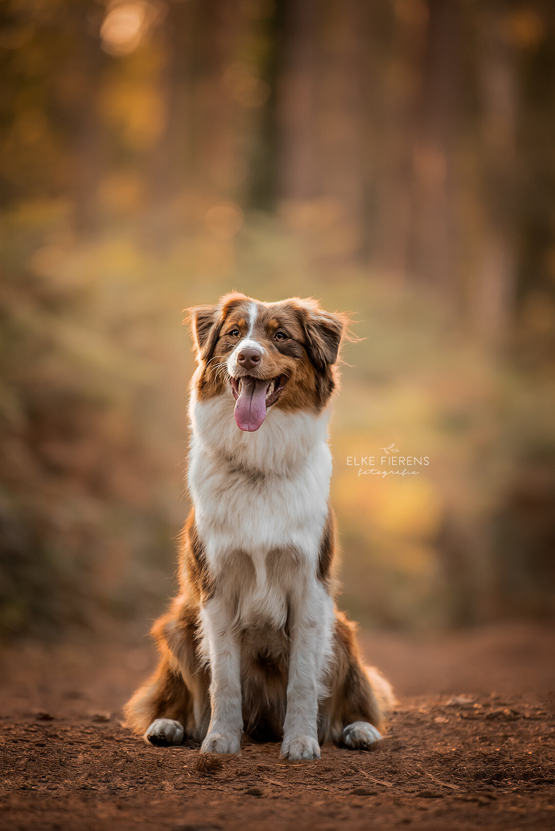 hondenfotograaf - border collie - herfst