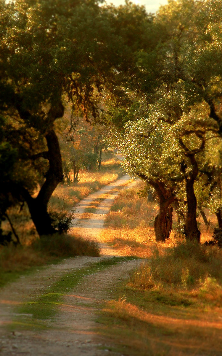 Texas Hill Country 202 copy