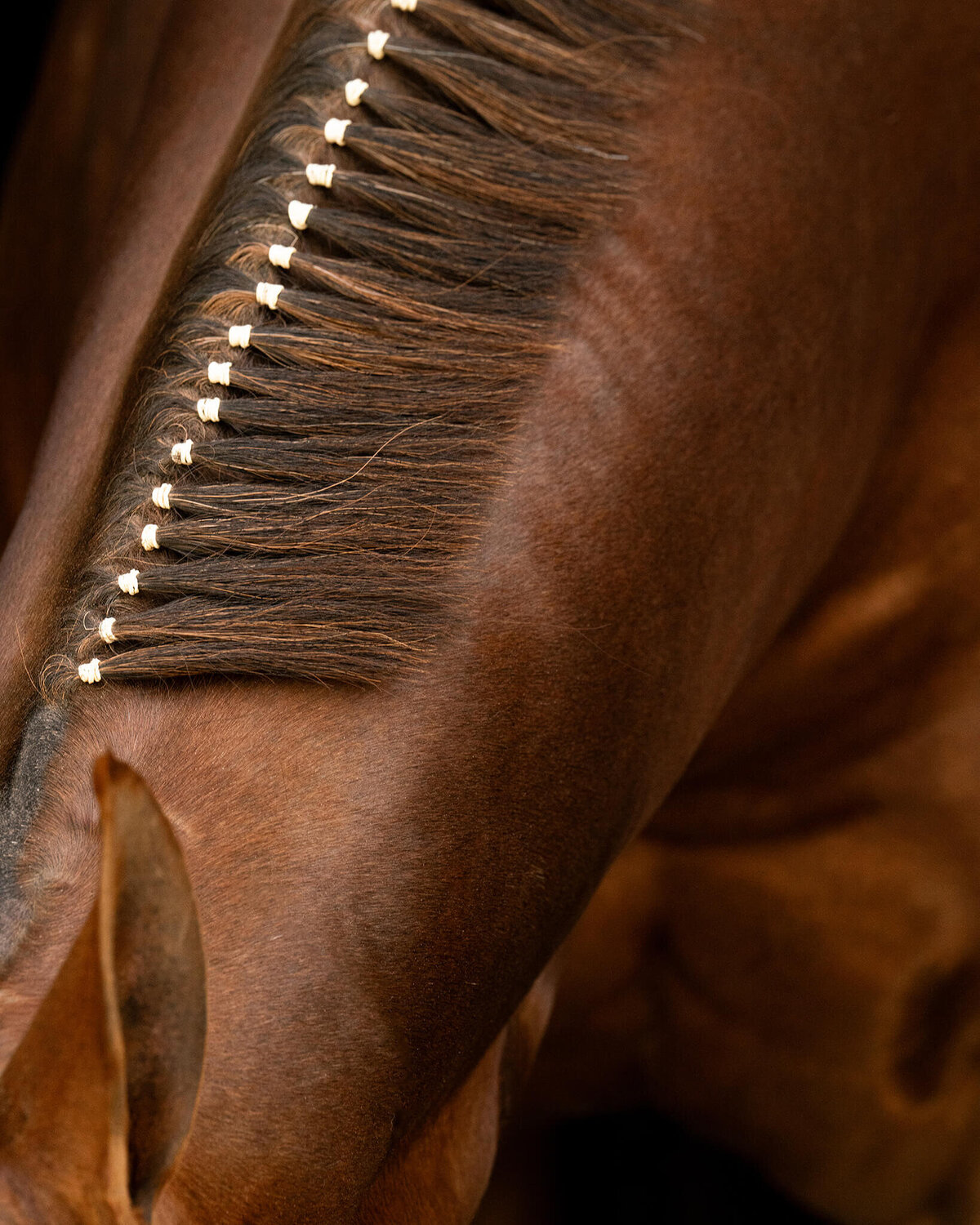 Chestnut Quarter Horse Mare detail of neck showing off banding mane photographed against a black background.