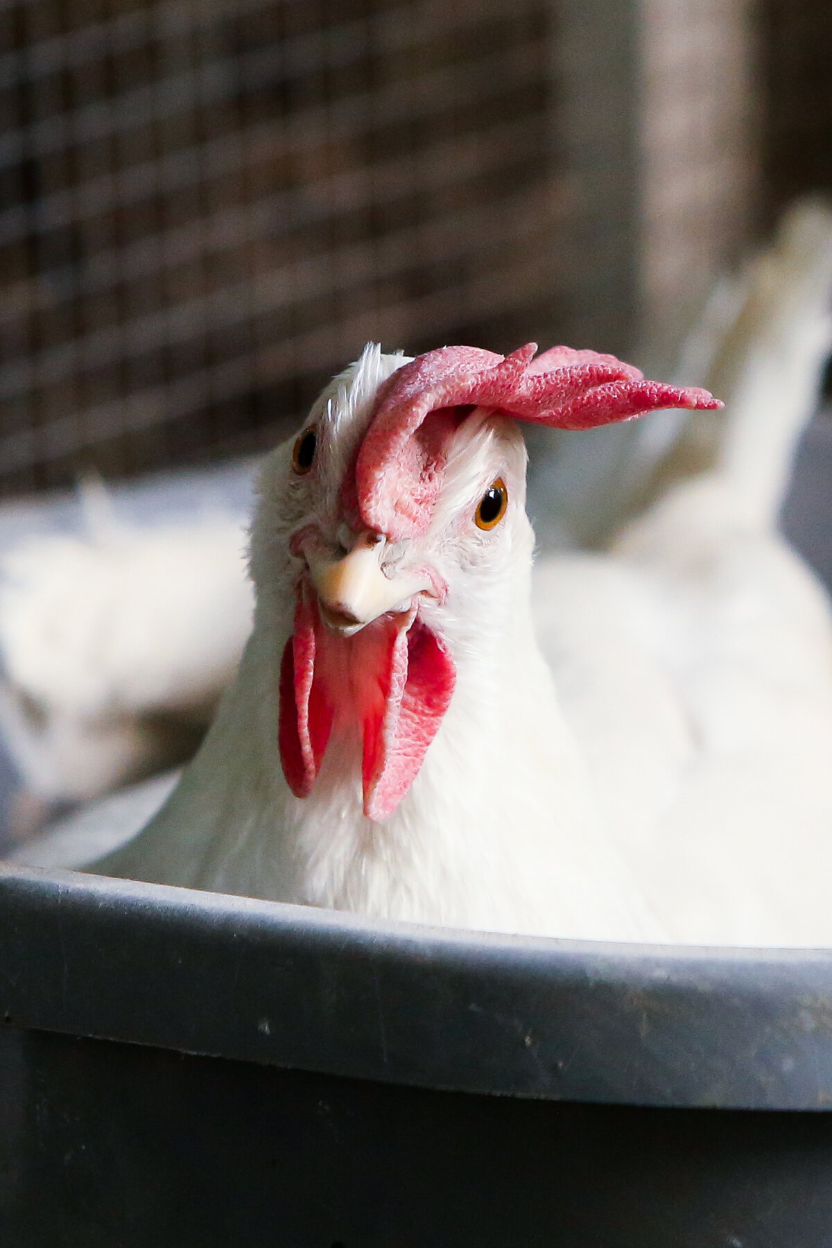 Rockland-County-Pet-Photographer-Chicken4
