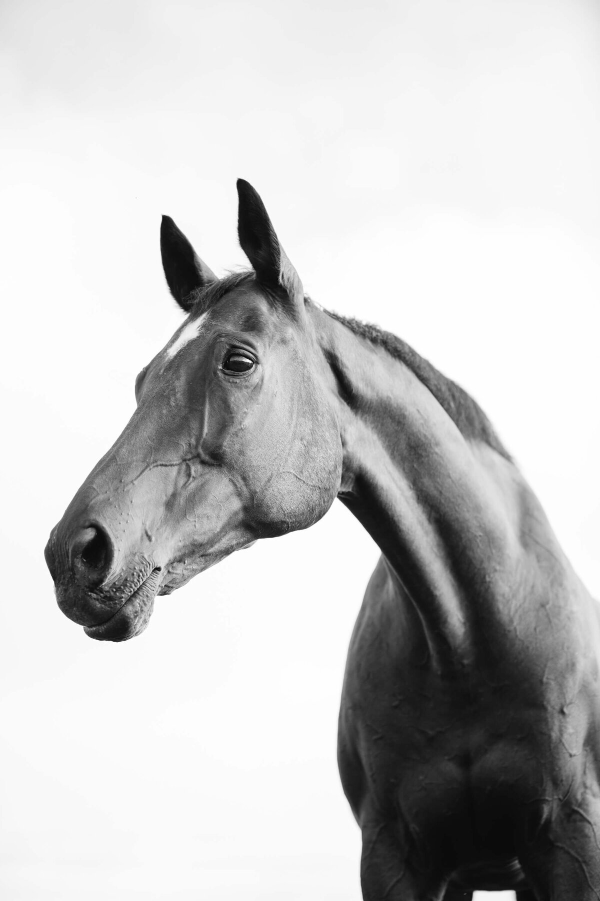 fine-art-thoroughbred-horse-photography-saratoga springs-ny-8