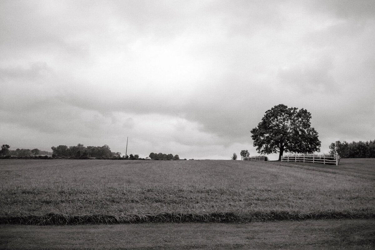 Black and white photo of beautiful rolling fields with a large tree at Lion Rock Farms, CT. Image by Jenny Fu Studio