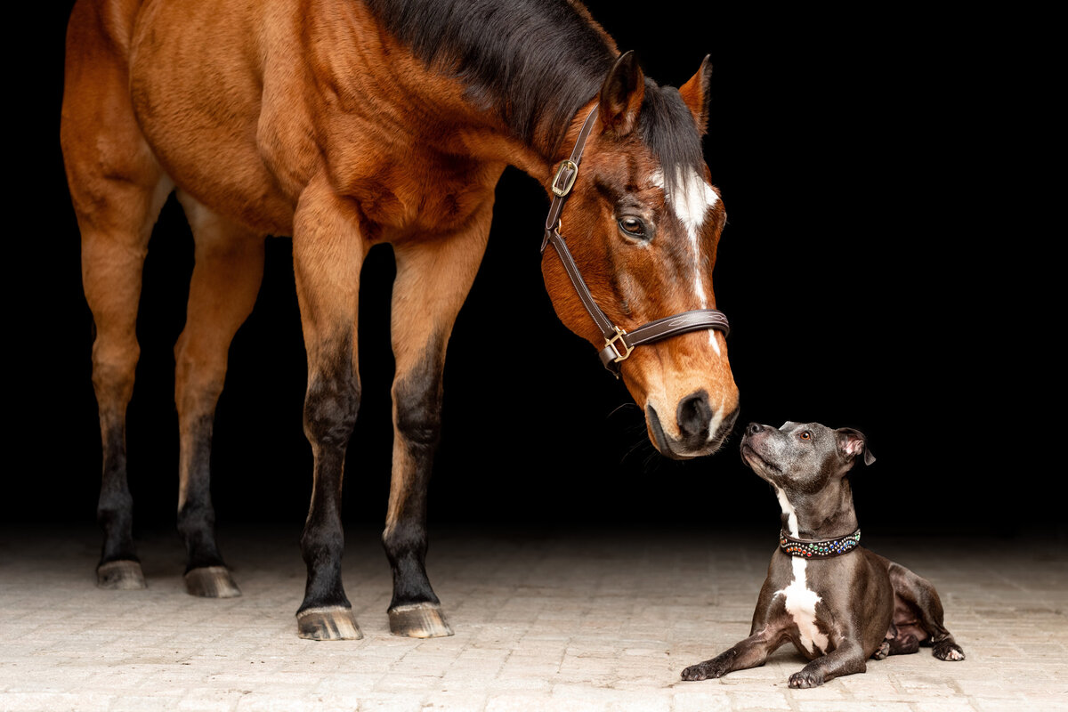 Horse and dog photographer in North Alabama and South Tennessee.