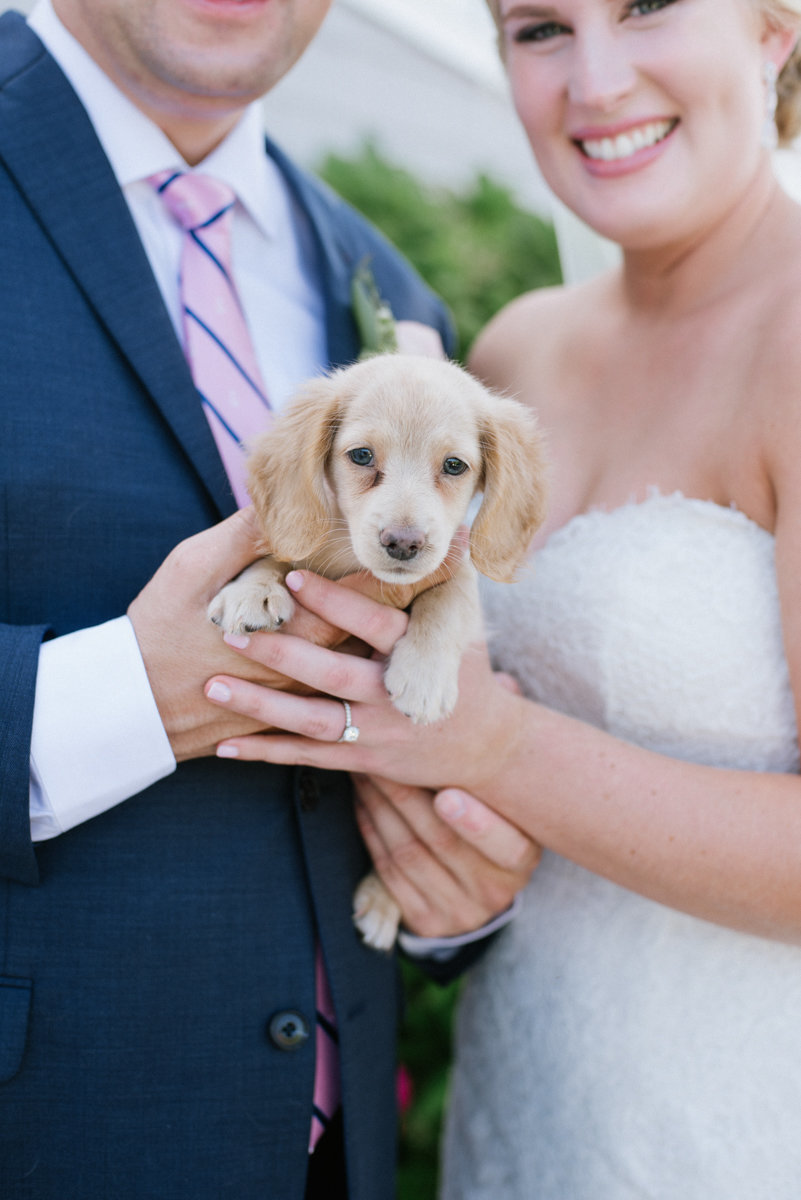 puppy as a wedding gift at Bonnet island Estate