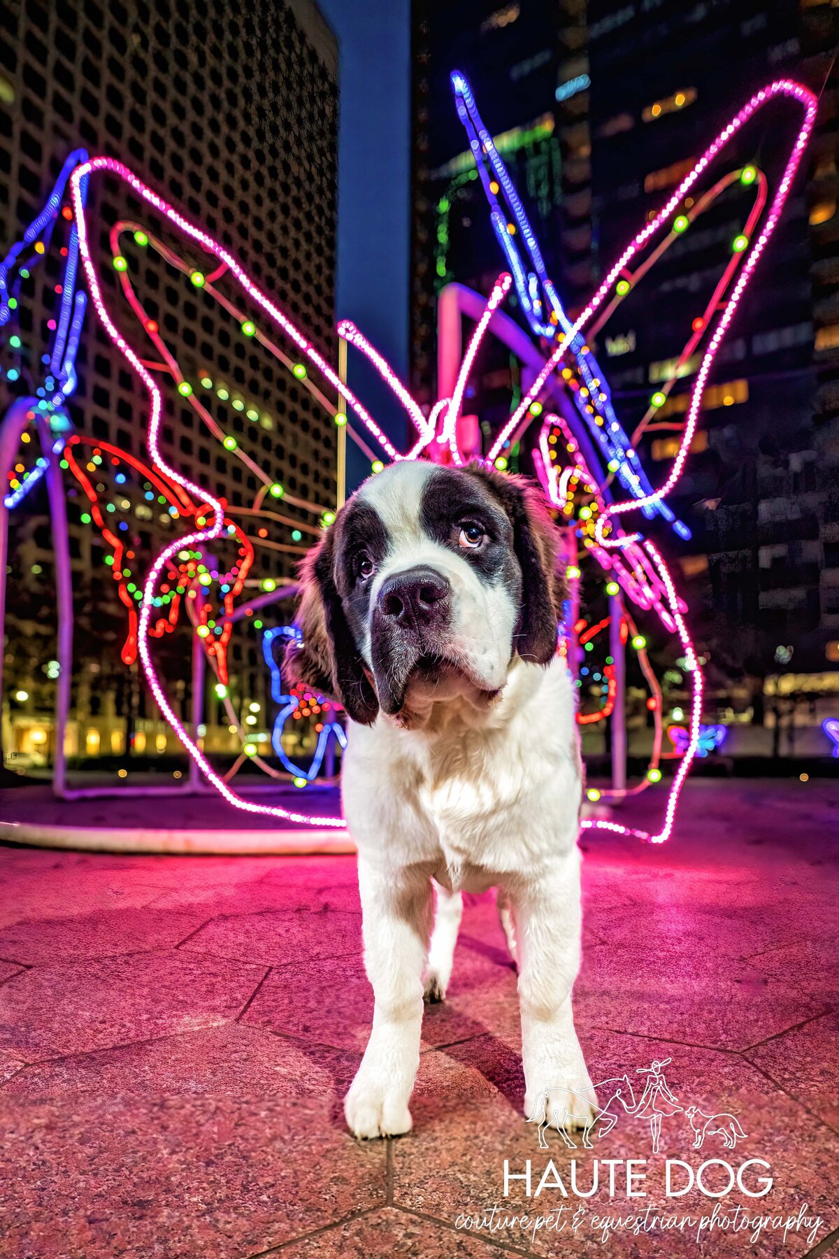 Saint Bernard puppy stands in front of neon butterfly wings at night in downtown Dallas.