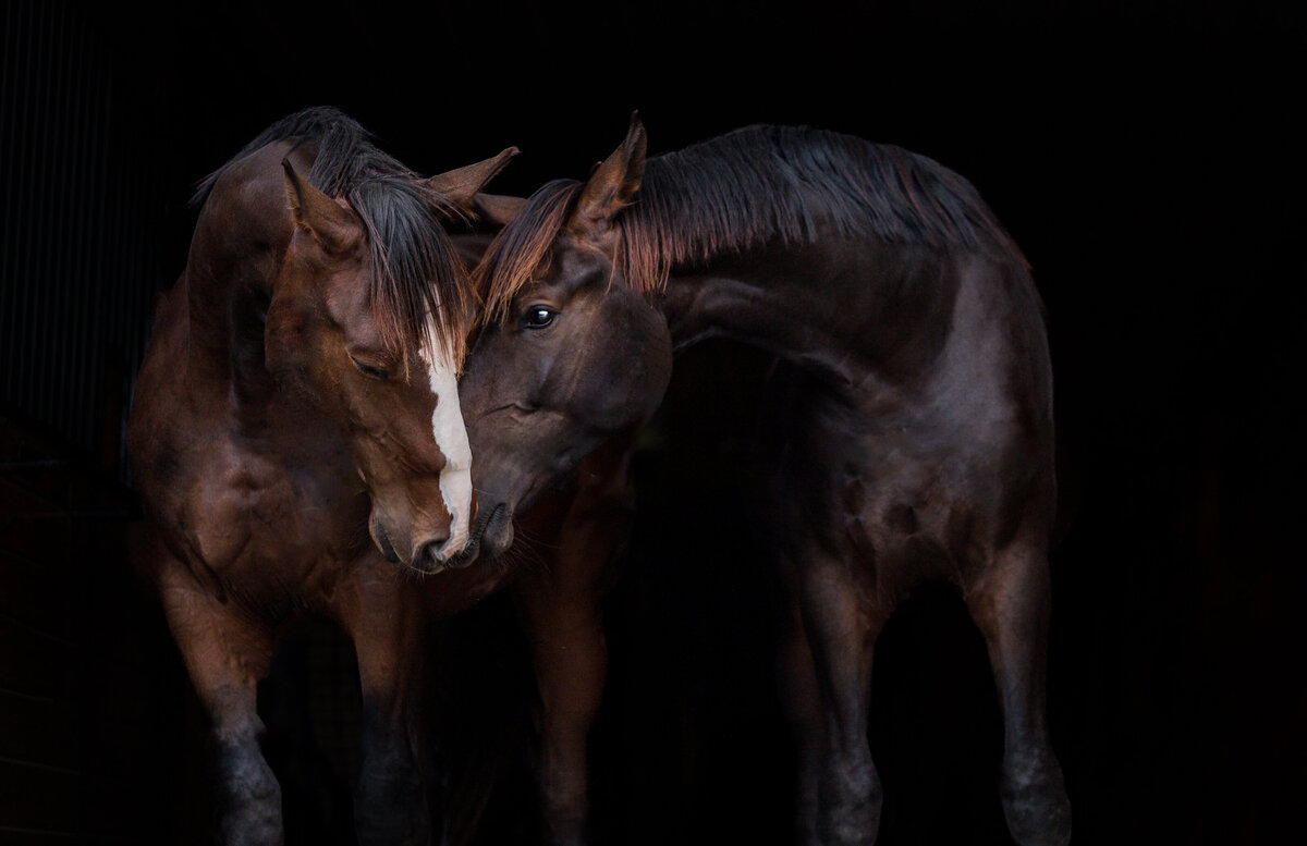 20-Clair's Horses | Oden & Janelle Photographers LLC 2023 | JJH_8019