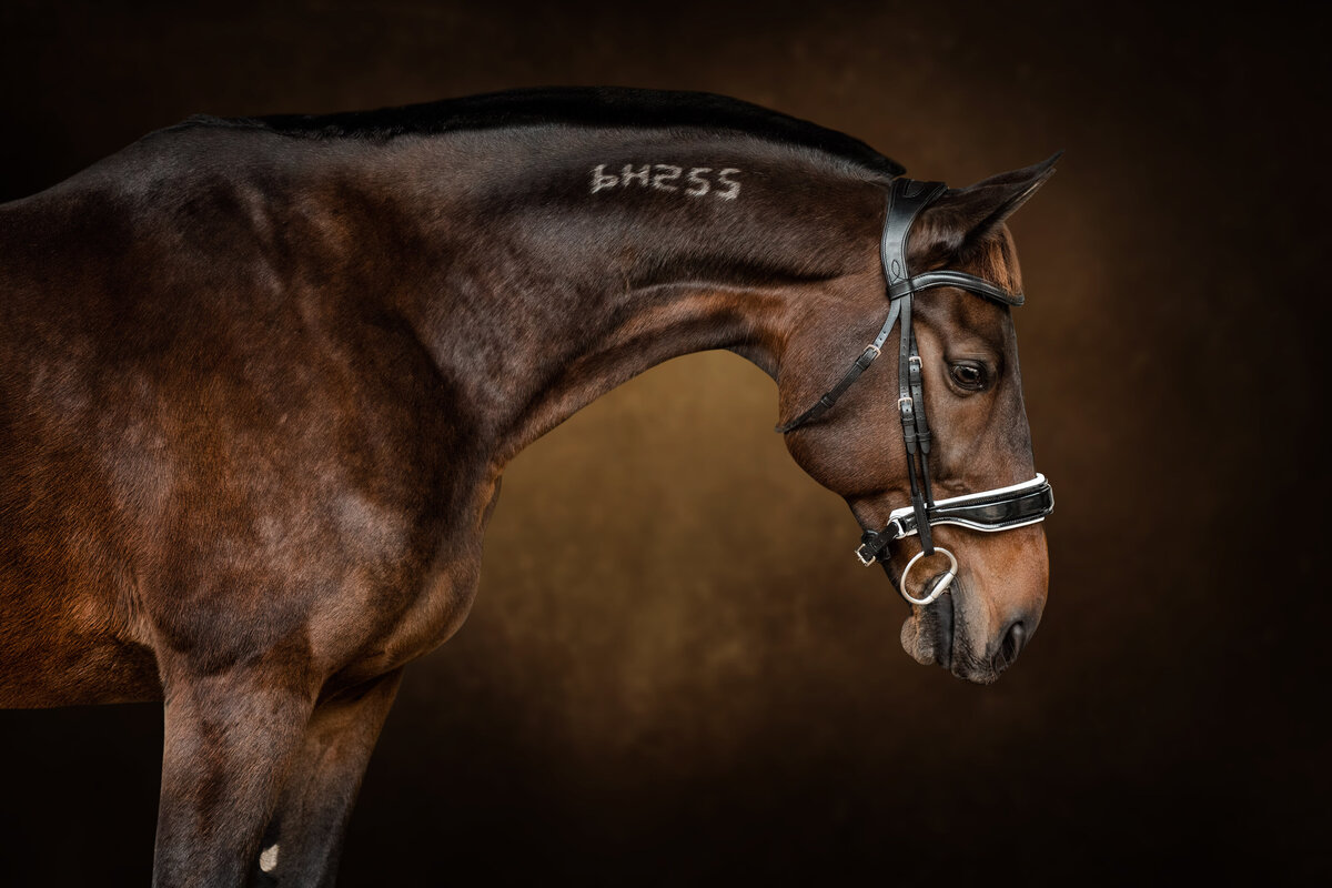 Dressage Horse fine art photo taken by Atlanta Equine Photographer