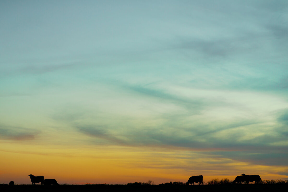 sunset & cows-2