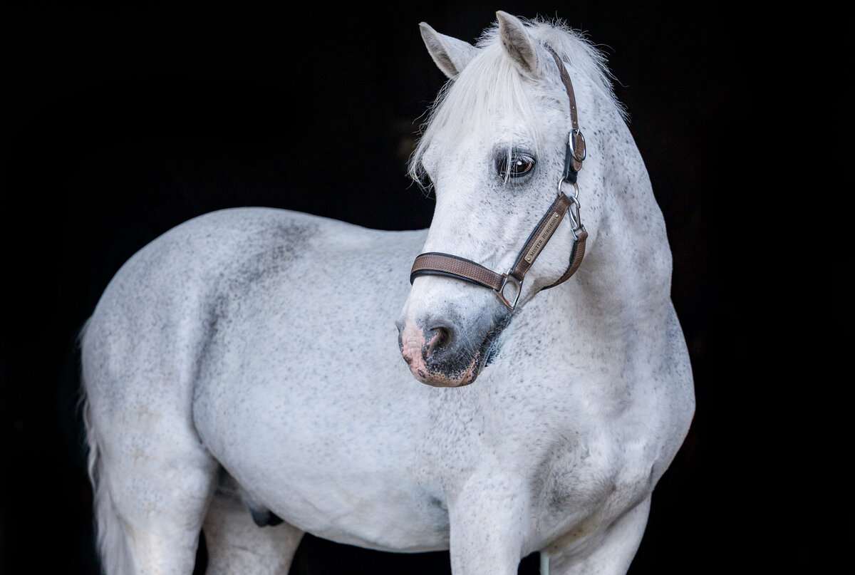 26-Clair's Horses | Oden & Janelle Photographers LLC 2023 | JJH_7862