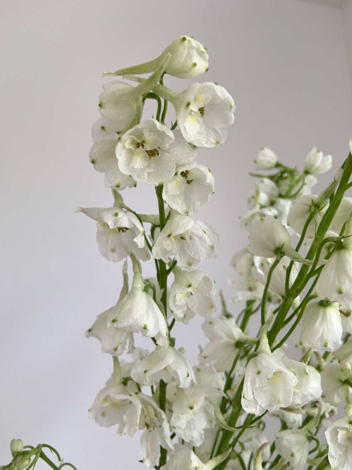 White delphinium is a great flower for wedding floral arrangements.