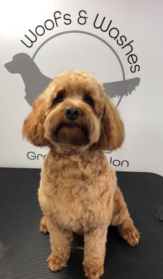 Selby, Pontefract and Goole Dog Grooming (8)