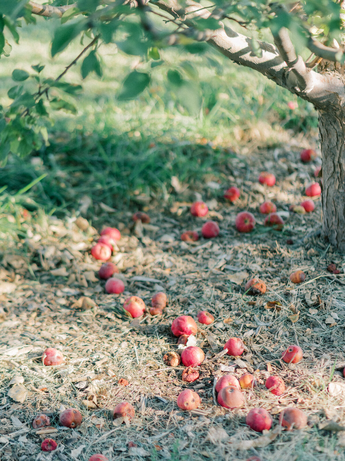 apple_orchard_wedding_Longmont_colorado_mary_ann_craddock_photography_0083