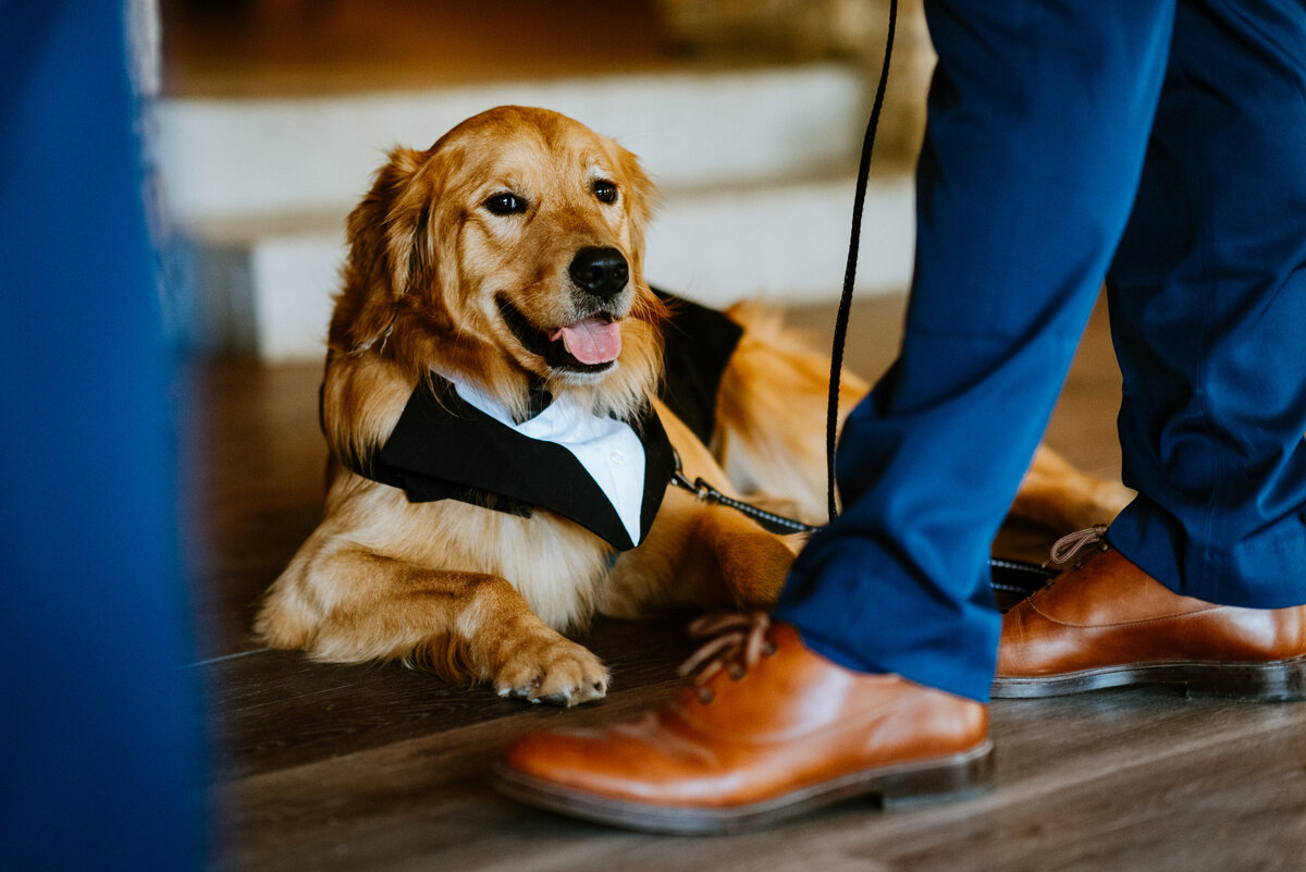 austin-dog-wedding