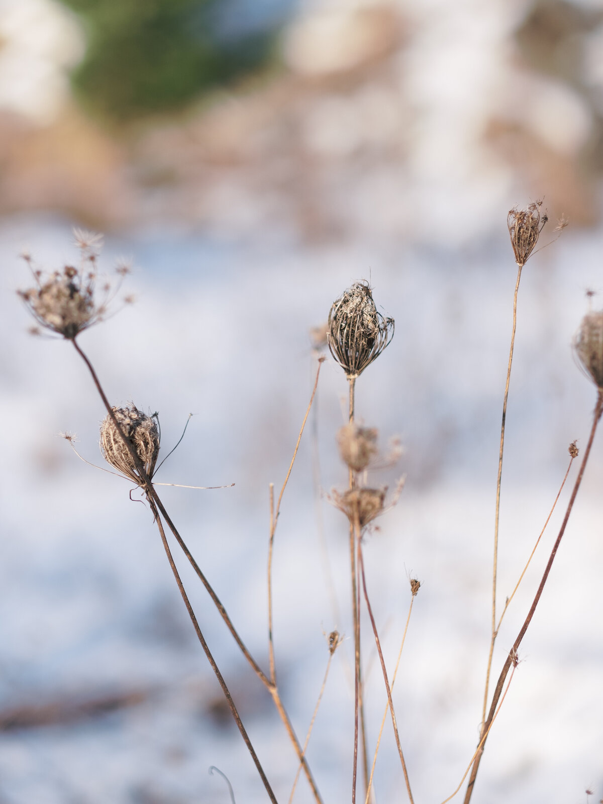 Jacqueline Anne Photography - Thistle Family-3
