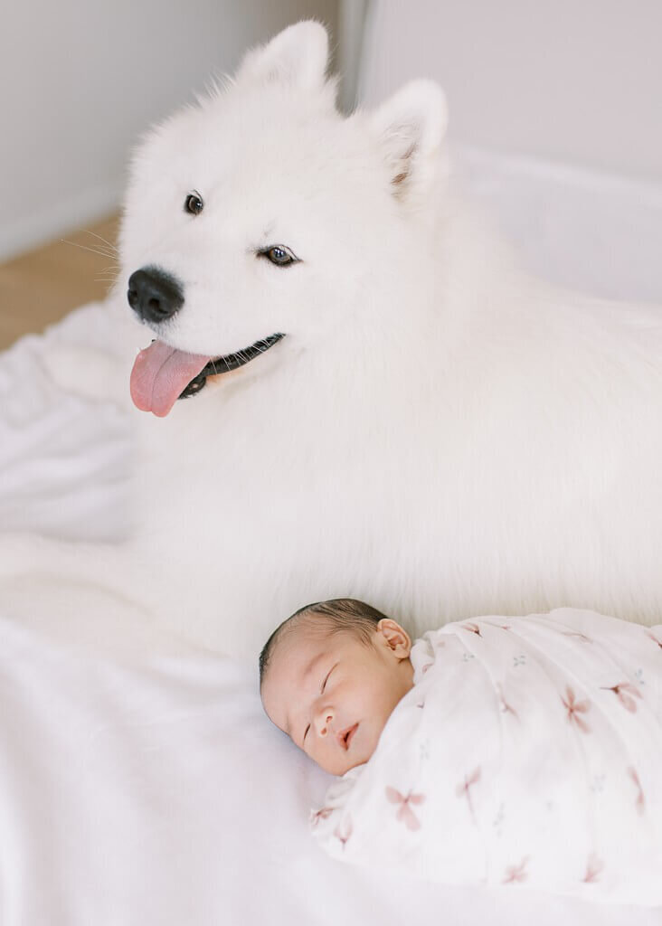 White samoyed dog proudly smiling with his newborn sibling.