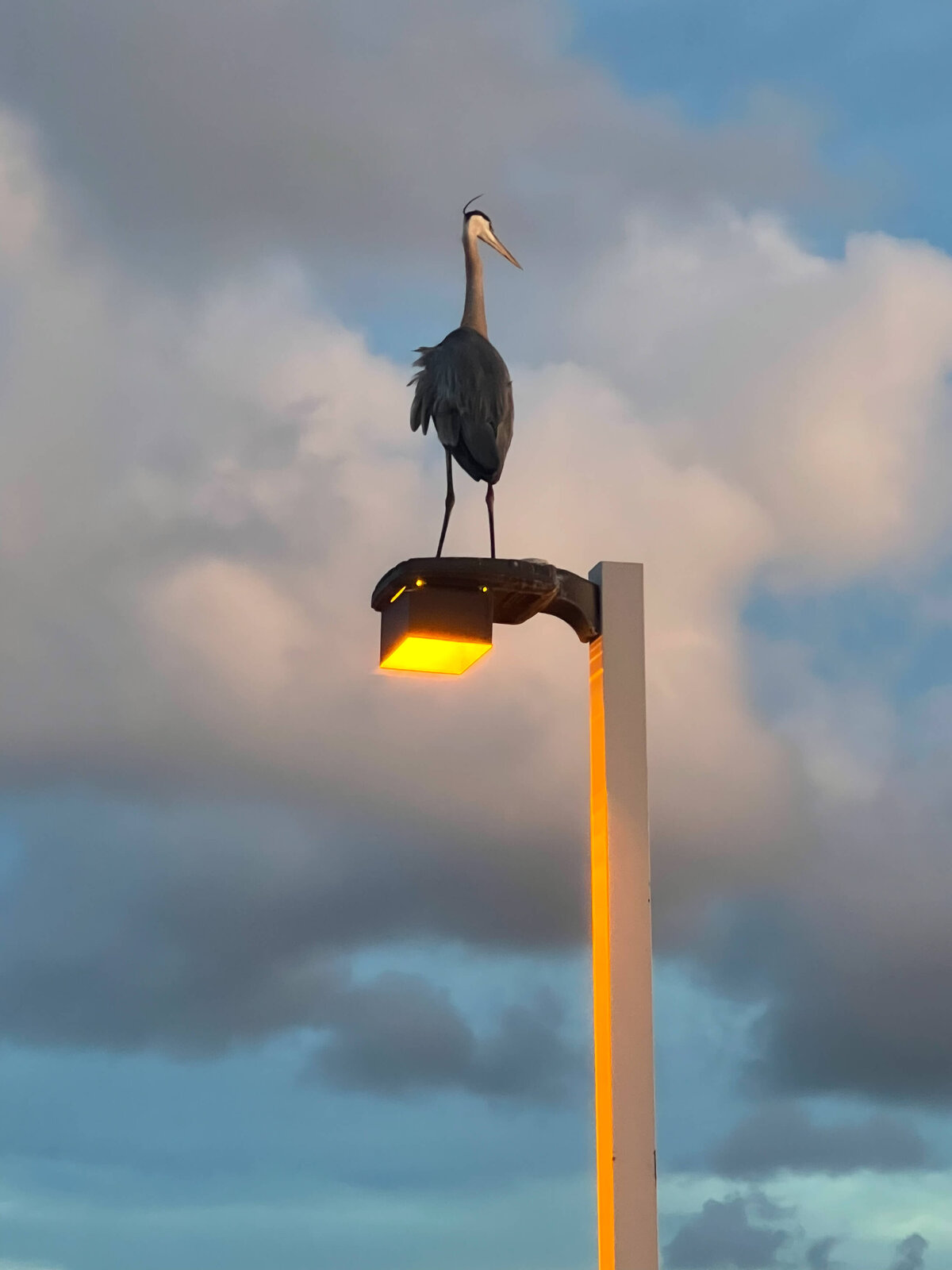 Pelican bird standing on a  street light at sunset