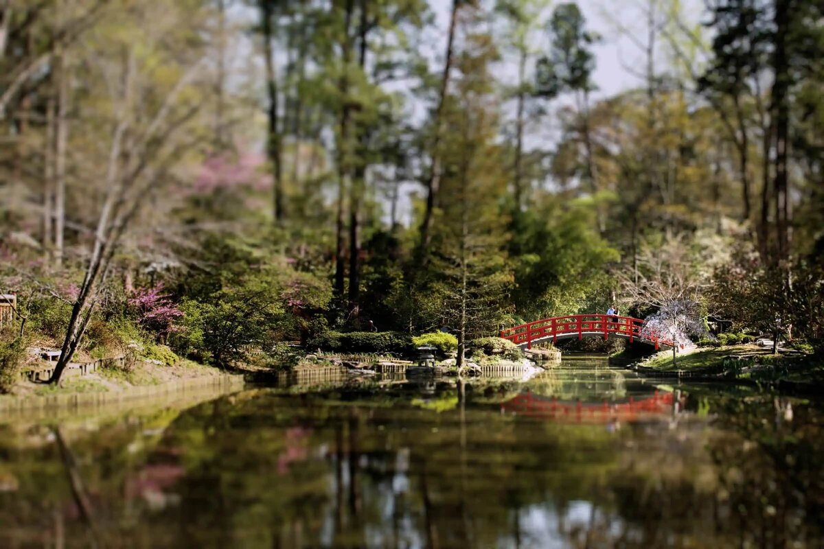 Selective focus on a picturesque red bridge over a tranquil pond in a lush garden, with trees reflecting in the water.
