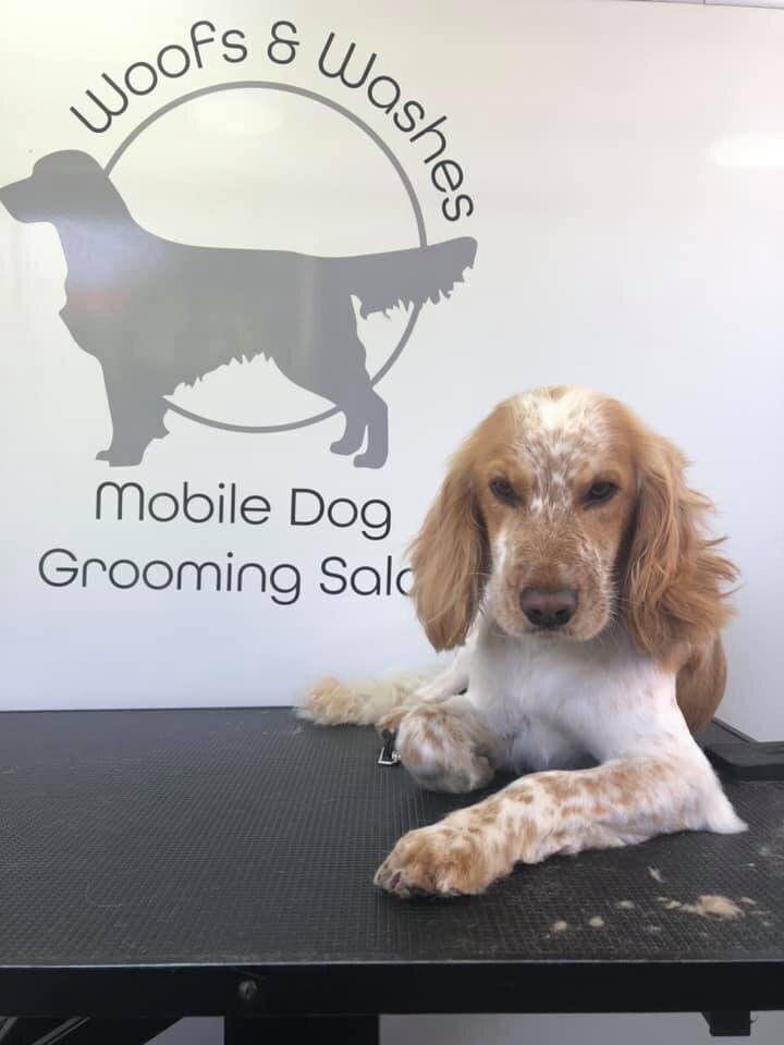 Selby, Pontefract and Goole Dog Grooming (9)