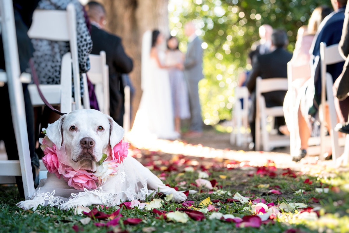 austin wedding photographer dog ring bearer 2211 Hairy Man Rd, Round Rock, TX 78681