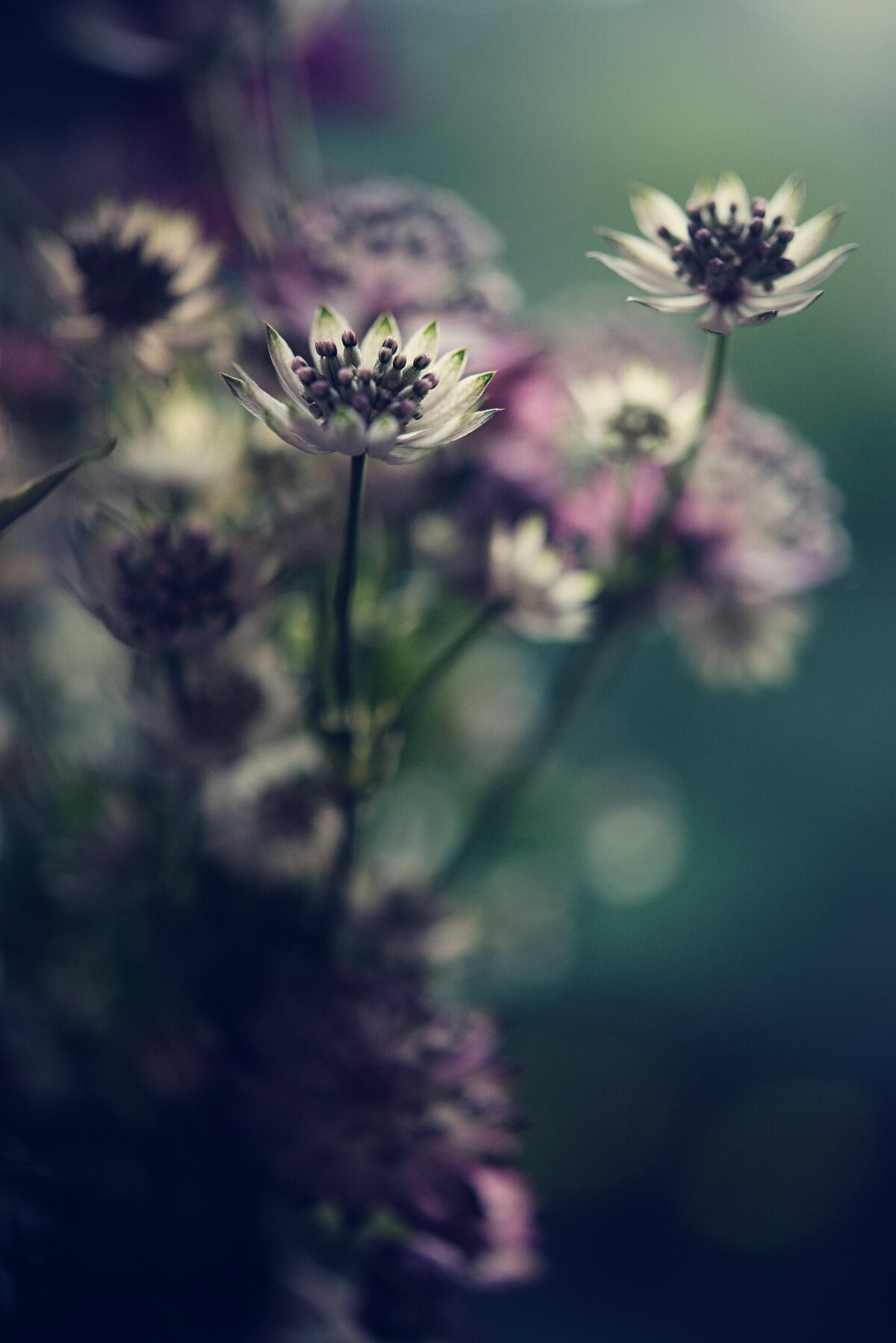liz allen photography flowers-25