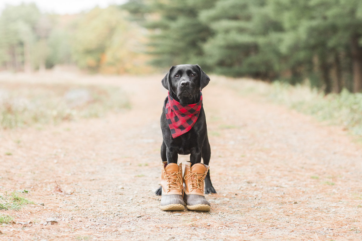 Black Lab wearing a black and red plaid scarf and LL Bean boots