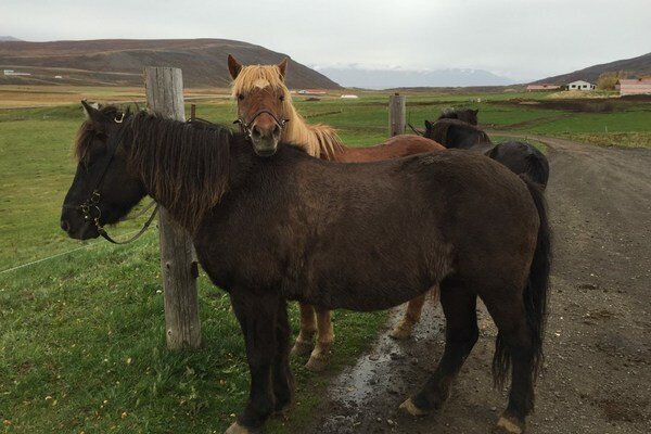 Adorable Iceland Horses