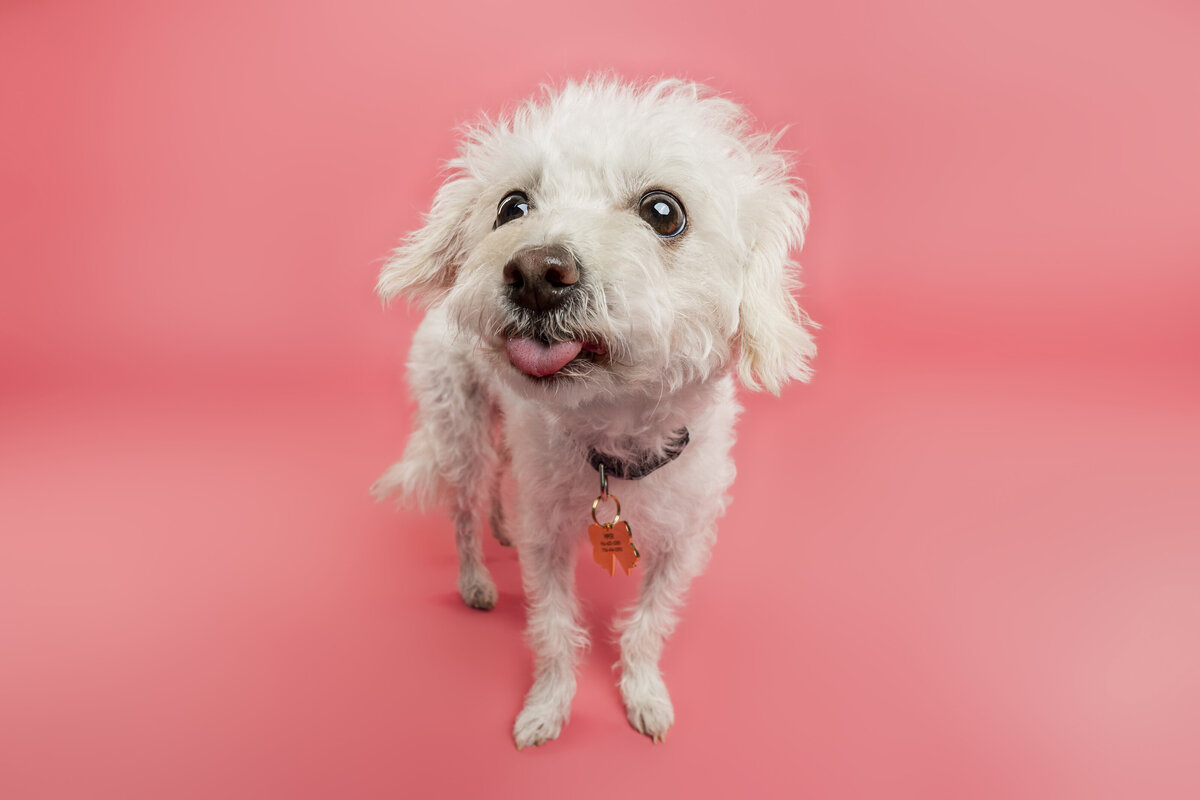 Sacramento Dog Photographer Kylie Compton Photography white fluffy dog with its tongue out
