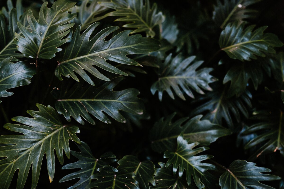 pexels-bruno-cervera-3646932