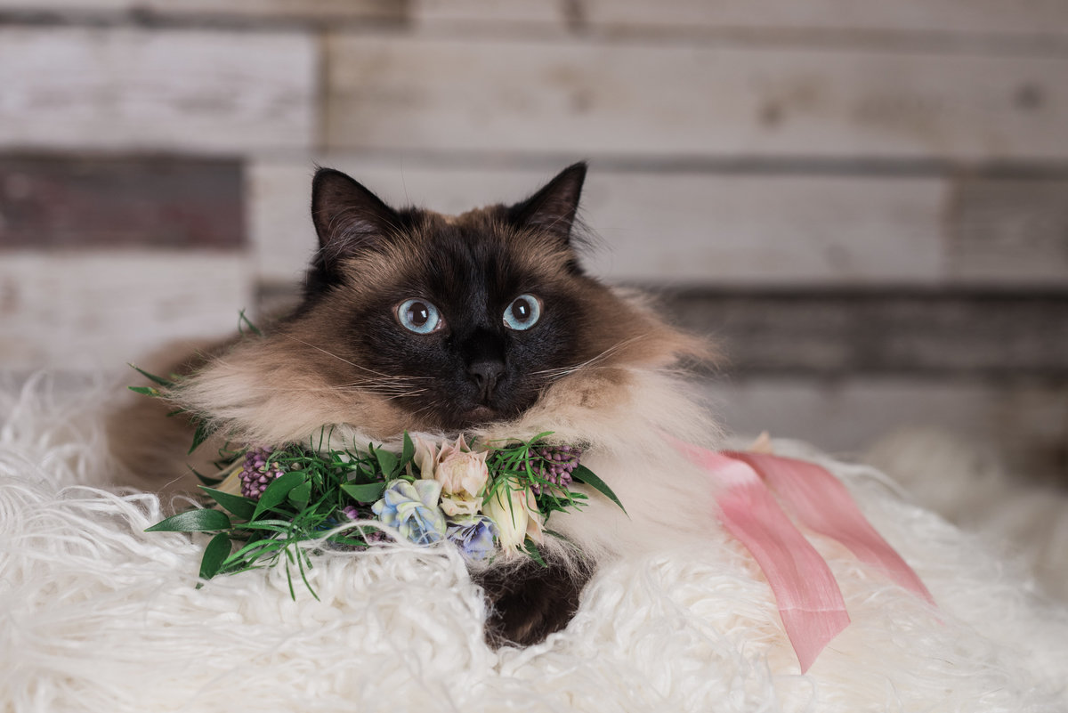 photo of long haired Siamese cat in studio