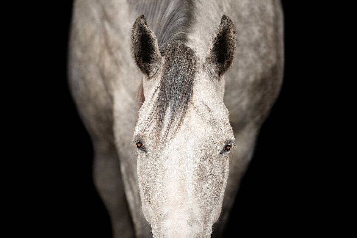 Close up of grey Thoroughbred mare captured on a black background style portrait. 