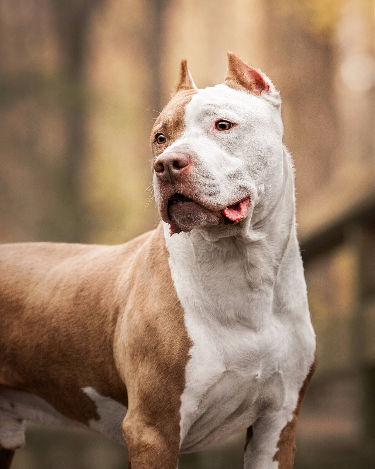 American Pit Bull Dog looking to the side while standing on a boardwalk.