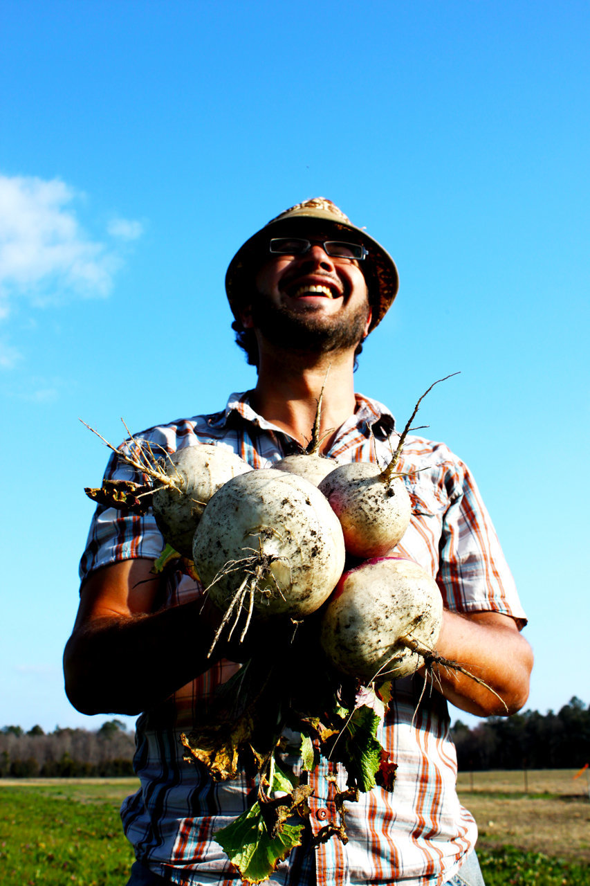 Pulling turnips from a cover crop field at Longleaf Preserve 2011