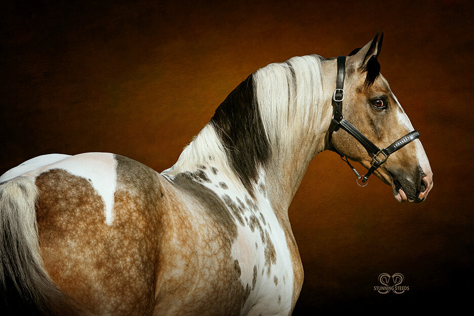 Buckskin Pinto Iberian Stallion